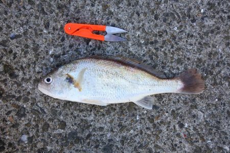 落ちギス釣り　例年に比べて不調