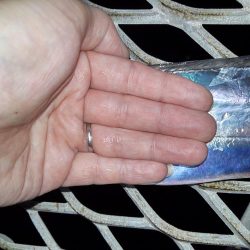 タチウオ釣行です