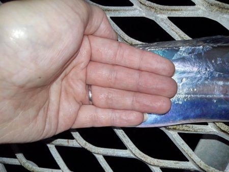 タチウオ釣行です