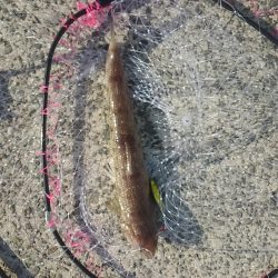 逃がした魚は大きかった