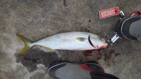 まだ青物いたんだ(○_○)！！