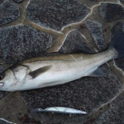 もう、終息ですか?!