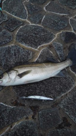 もう、終息ですか?!