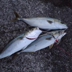 ナブラで大忙し！