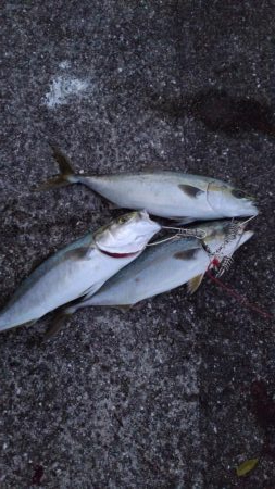 ナブラで大忙し！