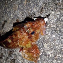 ロックフィッシュ