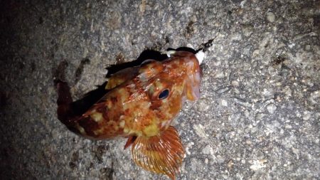 ロックフィッシュ