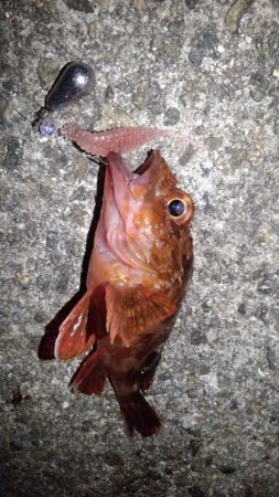 ロックフィッシュ