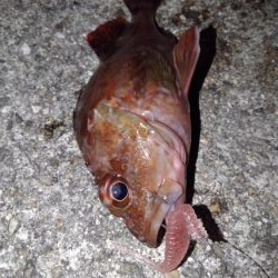 ロックフィッシュ