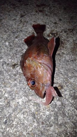 ロックフィッシュ