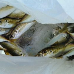 両隣は釣れてるのに。。