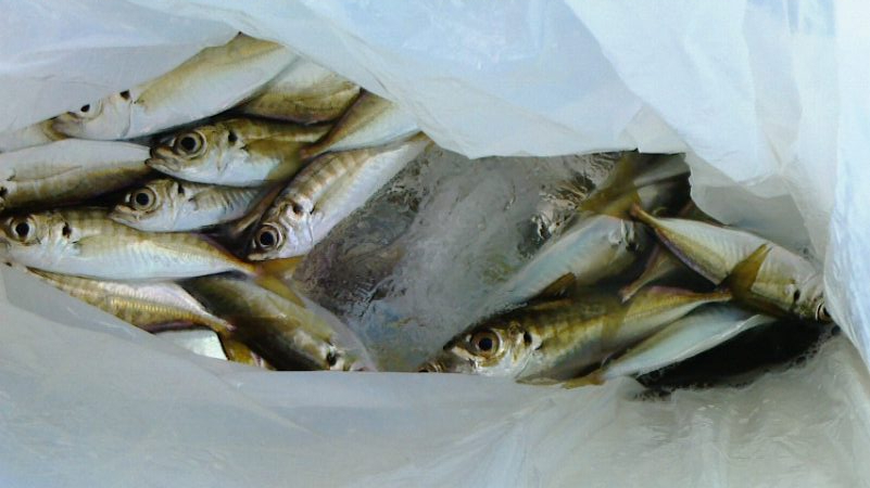 両隣は釣れてるのに。。