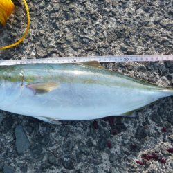 ジグでドラゴン!?