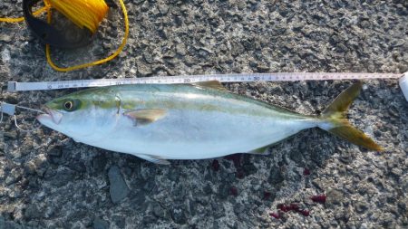 ジグでドラゴン!?