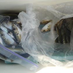 ボウズ逃れのサビキ