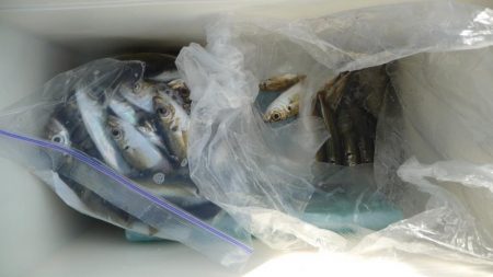 ボウズ逃れのサビキ