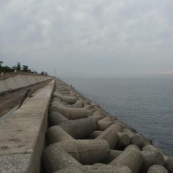 青物不発でサビキ