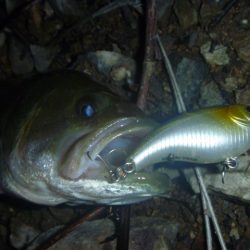 アオコがうっすら