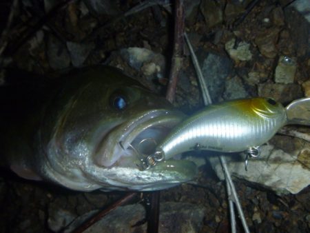 アオコがうっすら