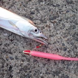 ドラゴンサイズ連日出てます！