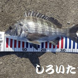 短時間で、良く釣れました。