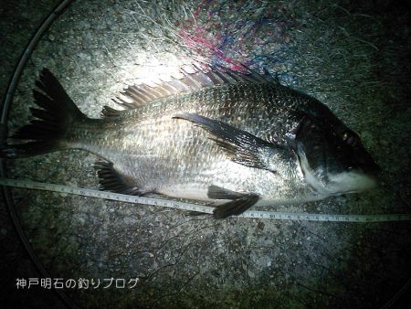 秋の上物釣り