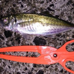 アジのちアオリ