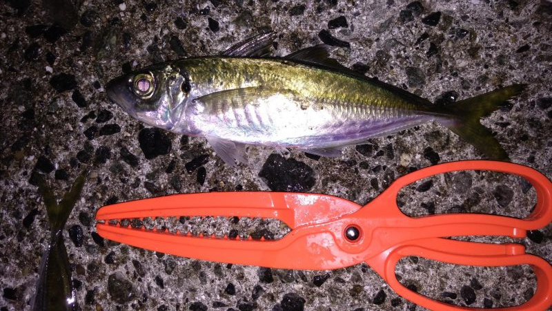 アジのちアオリ