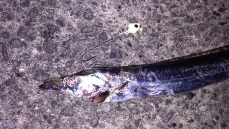 テンヤでタチウオ