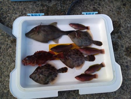 アジュール舞子カワハギ狙いで