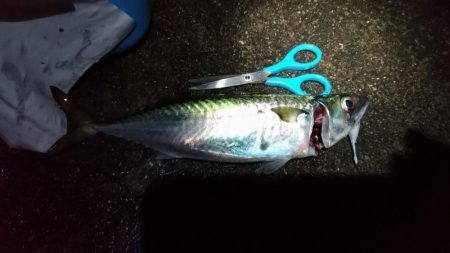 タチウオ、大サバ、大アジ