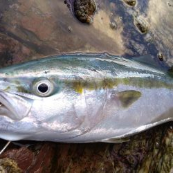 トップでハマチ