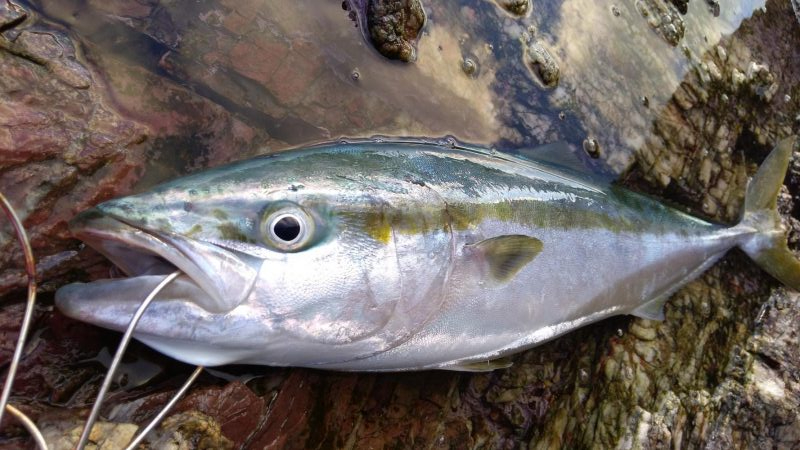 トップでハマチ