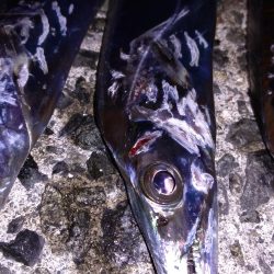 タチウオ入れ食い