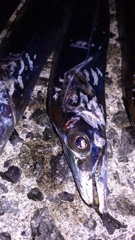 タチウオ入れ食い