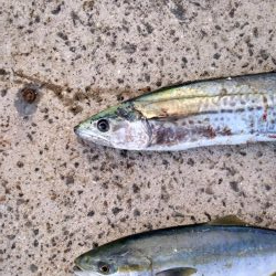 ハマチ　サゴシ　ボイル打ち