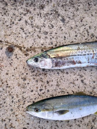 ハマチ　サゴシ　ボイル打ち