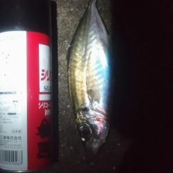 夜は小さく、朝は大きいタチウオ。