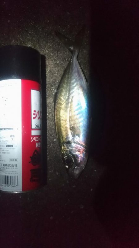 夜は小さく、朝は大きいタチウオ。