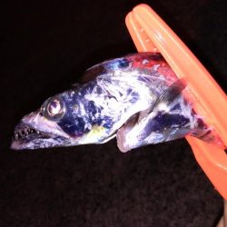 入れ食いタチウオ