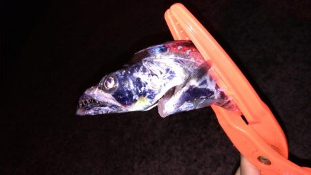 入れ食いタチウオ