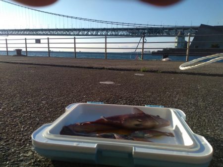 早朝メバルにカンダイ