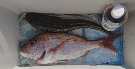 朝マズメから～