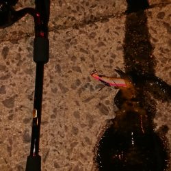 宇宙人シリーズ