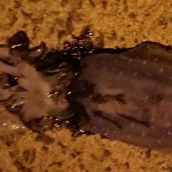 自然には勝てない、、、