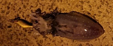 自然には勝てない、、、