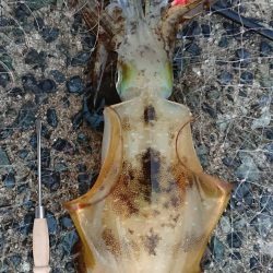 釣れてよかったm(__)m