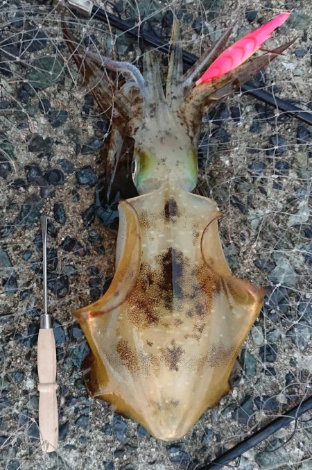 釣れてよかったm(__)m