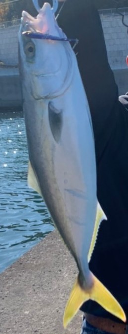 日に日にベイトがいなくなってるような