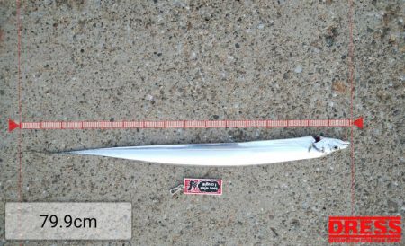 タチウオぼちぼち釣れる